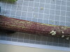 Thumbnail IMG_0759.JPG 
