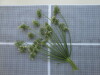 Thumbnail IMG_0760.JPG 