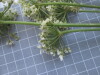 Thumbnail IMG_0761.JPG 