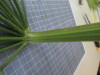 Thumbnail IMG_0762.JPG 