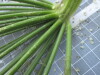 Thumbnail IMG_0764.JPG 