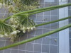 Thumbnail IMG_0765.JPG 