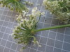 Thumbnail IMG_0766.JPG 