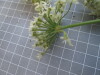 Thumbnail IMG_0767.JPG 