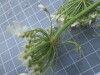 Thumbnail IMG_0768.JPG 