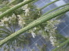 Thumbnail IMG_0769.JPG 