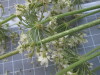 Thumbnail IMG_0771.JPG 