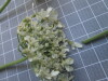 Thumbnail IMG_0772.JPG 