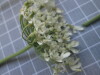Thumbnail IMG_0773.JPG 
