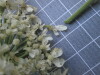 Thumbnail IMG_0774.JPG 