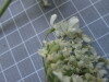 Thumbnail IMG_0775.JPG 