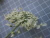 Thumbnail IMG_0776.JPG 