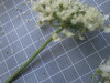 Thumbnail IMG_0777.JPG 