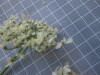 Thumbnail IMG_0778.JPG 