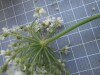 Thumbnail IMG_0779.JPG 