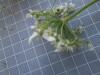 Thumbnail IMG_0780.JPG 