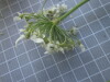 Thumbnail IMG_0781.JPG 