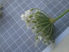 Thumbnail IMG_0782.JPG 