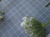 Thumbnail IMG_0783.JPG 