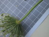 Thumbnail IMG_0784.JPG 