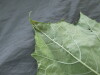 Thumbnail IMG_2339.JPG 