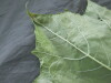 Thumbnail IMG_2340.JPG 