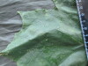 Thumbnail IMG_2343.JPG 