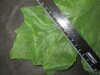 Thumbnail IMG_2344.JPG 