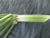 Thumbnail IMG_2346.JPG 