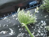 Thumbnail IMG_2349.JPG 