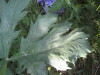 Thumbnail IMG_8048.JPG 