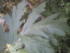 Thumbnail IMG_8049.JPG 