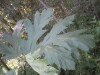 Thumbnail IMG_8050.JPG 
