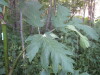 Thumbnail IMG_8051.JPG 