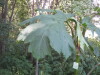 Thumbnail IMG_8052.JPG 