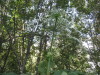 Thumbnail IMG_8053.JPG 