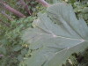 Thumbnail IMG_8054.JPG 
