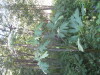 Thumbnail IMG_8055.JPG 