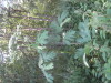 Thumbnail IMG_8056.JPG 