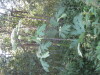 Thumbnail IMG_8057.JPG 
