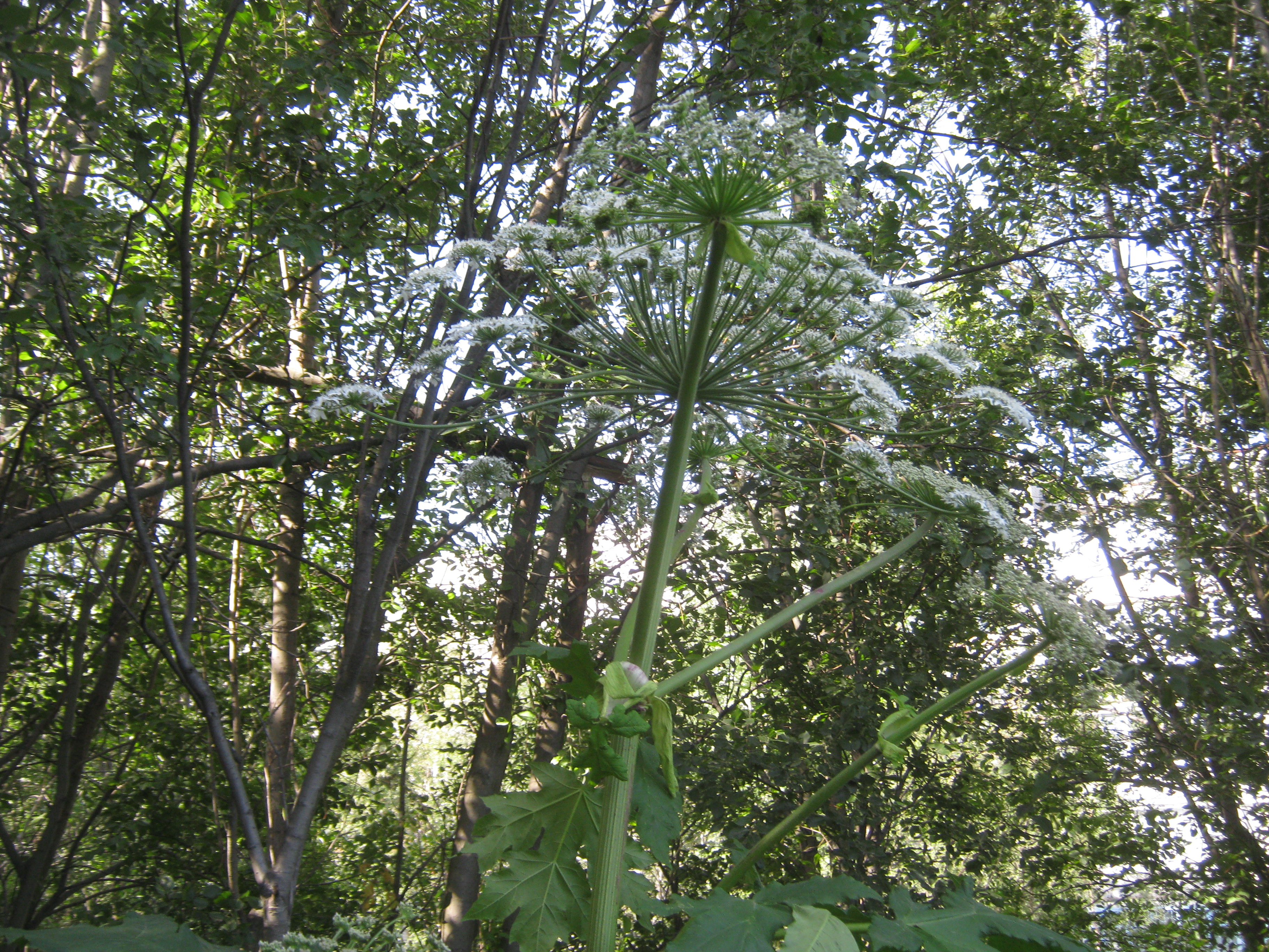 IMG_8053.JPG 