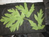 Thumbnail IMG_2983.JPG 