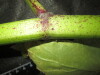 Thumbnail IMG_2984.JPG 