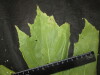 Thumbnail IMG_2985.JPG 