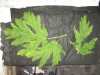 Thumbnail IMG_2987.JPG 