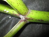 Thumbnail IMG_2988.JPG 