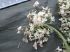 Thumbnail IMG_2991.JPG 