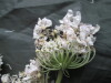 Thumbnail IMG_2992.JPG 