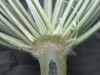 Thumbnail IMG_2993.JPG 