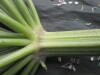 Thumbnail IMG_2994.JPG 